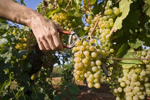 Apartment Medulin (112-2)