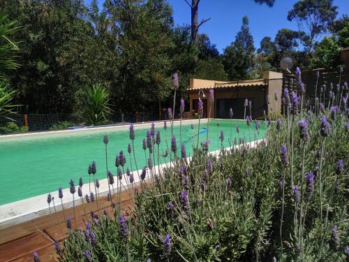 una piscina con flores púrpuras en el primer plano en Con piscina a 3 cuadras de la playa, en Balneario Argentino