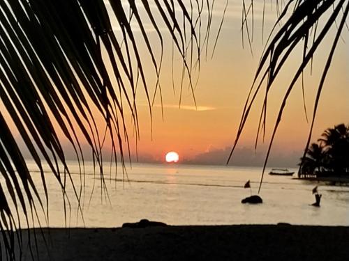 un tramonto su una spiaggia con una palma di Splendid San Blas - All Inclusive a Playón Chico