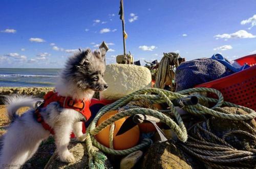 um pequeno cão de pé numa praia com uma corda em Newell Cottage em Seaview