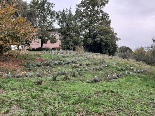 Κήπος έξω από το Agriturismo la Romanella