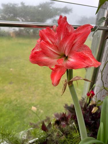 une fleur rouge assise dans une fenêtre dans l'établissement Charis Manor, Asomdwoe Suite, à Mampong