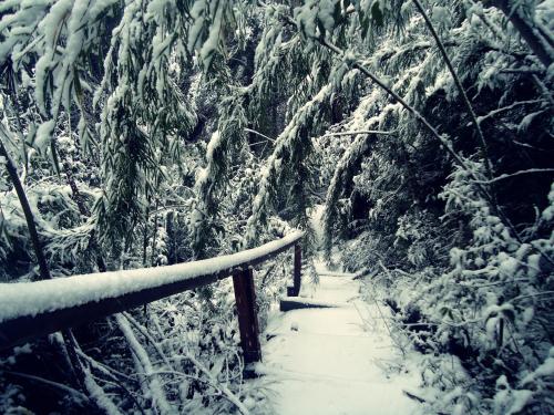 a snow covered path in a forest with trees at Hosteria Patagon in Villa La Angostura