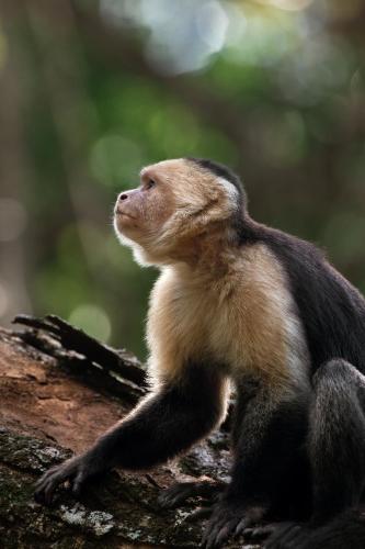 a brown and black animal standing on a tree branch at Hotel Santa Teresa by the Beach in Santa Teresa Beach