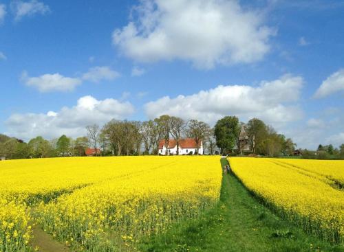 a yellow rapeseed field with a house in the background at Schleiglanz in Ulsnis