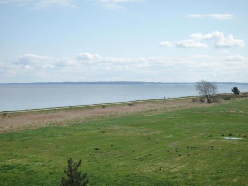 a herd of animals grazing in a field next to the water at Ferienwohnung StrandinSicht in Damp