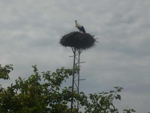 un pájaro sentado en la parte superior de un nido en un árbol en NEU! Ferienwohnung Storchennest EG, en Kramerhof
