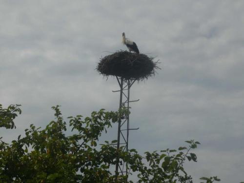 a bird sitting on top of a nest in a tree at NEU Ferienwohnung Storchennest OG in Kramerhof