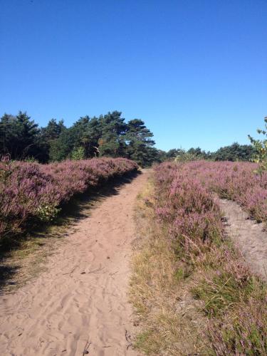 a dirt road in a field with purple flowers at NEU! Modernes Ferienhaus Strandgut in Garrel
