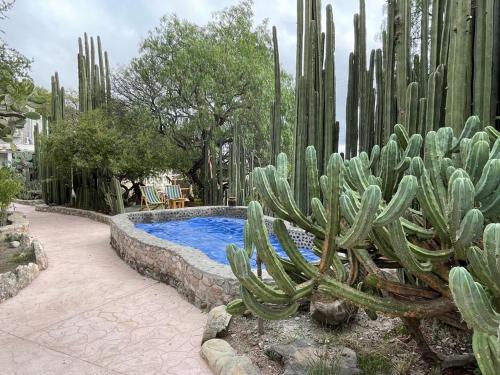 un cactus et une piscine dans un jardin dans l'établissement Boutique la Posada de Don Luis, à Bernal