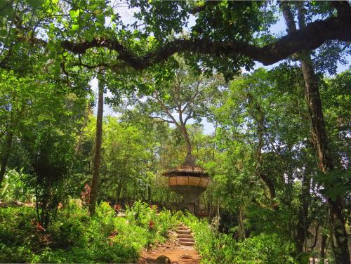 a path in the middle of a forest with a tree at Cabanas Rio Encantado in Alto Boquete