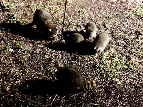 a group of baby birds laying on the grass at Fishers Of Men Ranch Home in Marble Falls