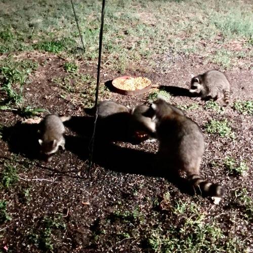 a group of three monkeys playing in the grass at Fishers Of Men Ranch Home in Marble Falls