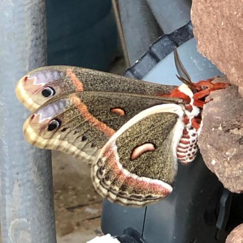 a butterfly sitting on top of a rock at Fishers Of Men Ranch Home in Marble Falls