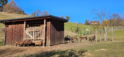 Fotografie z fotogalerie ubytování Einzigartiger Vierkanthof v destinaci Loipersdorf bei Fürstenfeld
