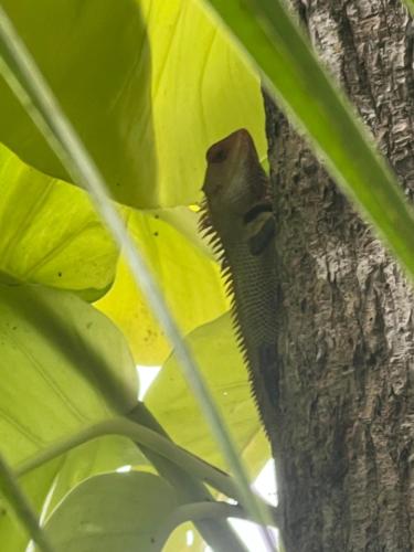 a lizard is sitting in a tree at Alleppey Beach Garden in Alleppey