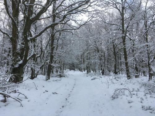 a snow covered path in a forest with trees at Le Temps d'une Fugue in Lierneux