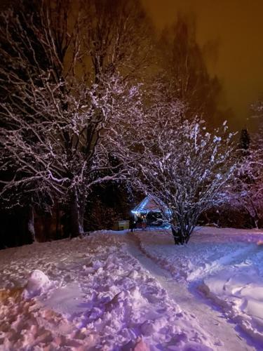 einen schneebedeckten Hof mit zwei Bäumen und einem Haus in der Unterkunft Vana-Vastseliina külalistemaja in Illi