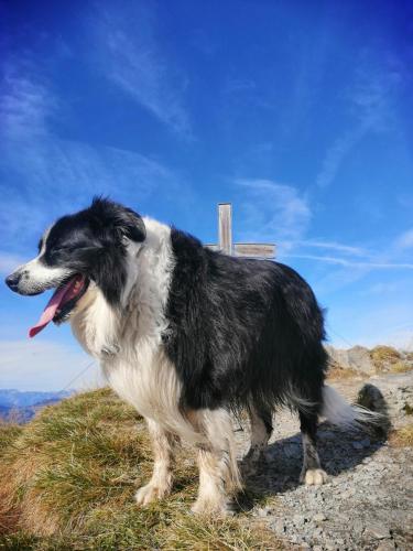 a black and white dog standing on top of a hill at Apartment-Chalet Mödlinghof in Hopfgarten im Brixental