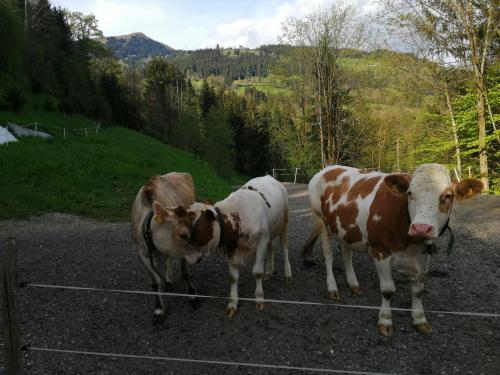 two cows standing in the middle of a road at Apartment-Chalet Mödlinghof in Hopfgarten im Brixental