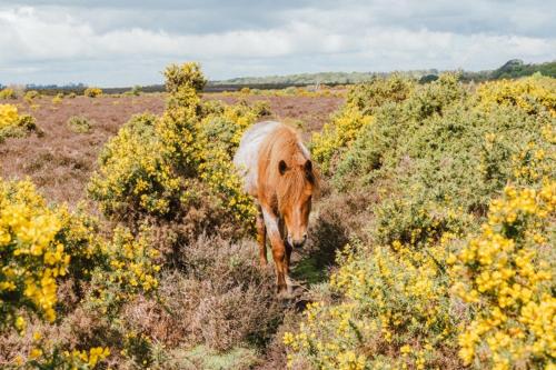 a brown horse walking through a field of flowers at Sail Away in Lymington