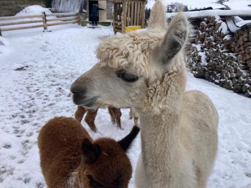 a llama and a baby lamb standing in the snow at Grillinghof in Kirchberg in Tirol