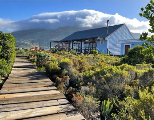 a house on a boardwalk in a field of plants at Brandys beach house bettys bay in Bettyʼs Bay
