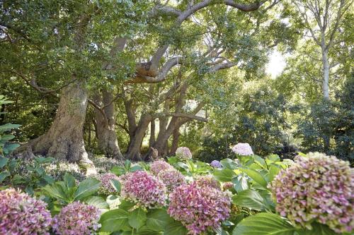 a garden with pink flowers and trees in the background at The Cellars-Hohenort in Cape Town