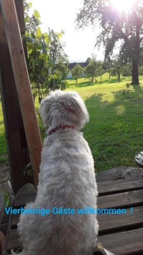 a white dog sitting on a bench looking at the grass at Gemütlichkeit am Vierkanthof - Apartment 1 in Wörterberg