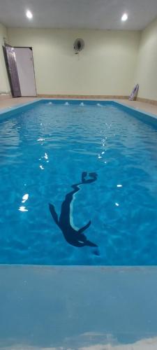 un delfín nadando en el agua en una piscina en استراحة الأولين en Yeda