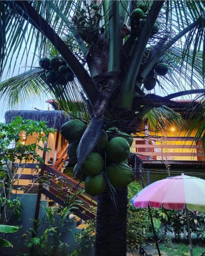 a bunch of green coconuts hanging from a palm tree at Pousada Águas de Tamandaré in Tamandaré