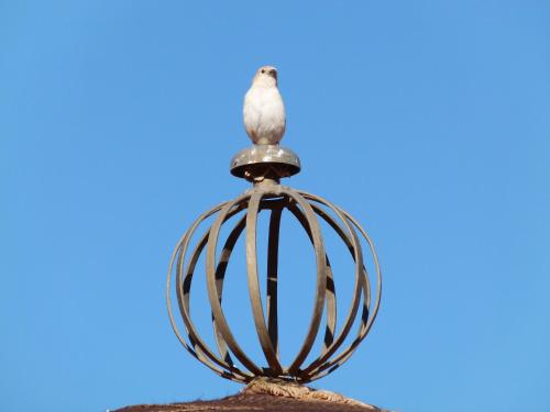 a bird sitting on top of a lantern at Morocco Deluxe Camp - Assif n'Itrane in Lac Yasmins