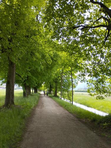 a dirt road with trees on either side at Ferienwohnung Bonny in Schlitters