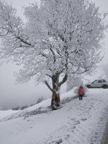 a person standing next to a tree in the snow at Ferienwohnung Bonny in Schlitters