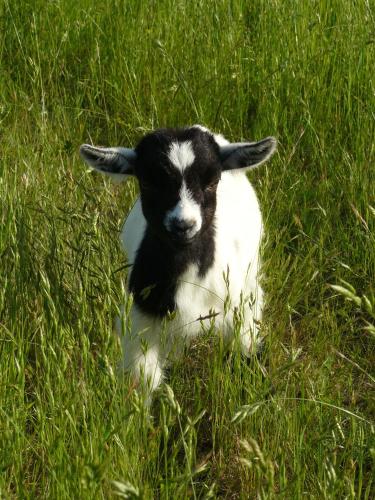 a black and white lamb sitting in the grass at Gites De L'Etang Des Noues in Cholet