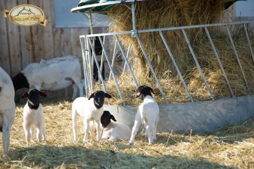 a group of sheep standing next to a pile of hay at Penzion pod Hazmburkem in Klapý
