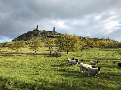 a herd of sheep standing in a field with a hill at Penzion pod Hazmburkem in Klapý