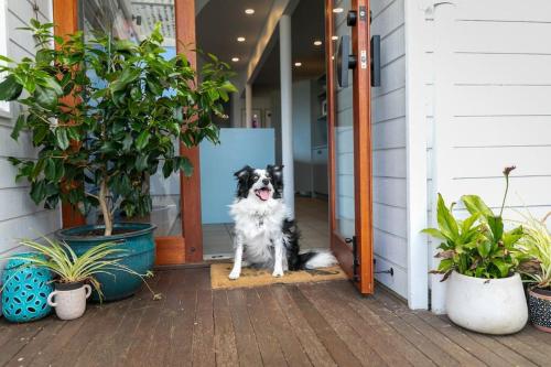 un perro blanco y negro sentado en una puerta abierta en Marlin House Ocean Getaway, en Ocean Grove