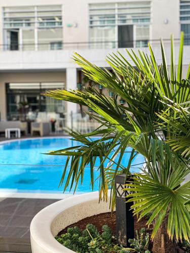 a palm tree in a planter next to a pool at Novotel Avignon Centre in Avignon