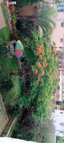 an overhead view of an umbrella in some bushes at Chambre d'Hôte Villa Maritampona in Antsirabe