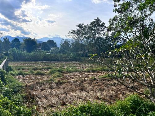 a field of crops with mountains in the background at Blue stone in Pai