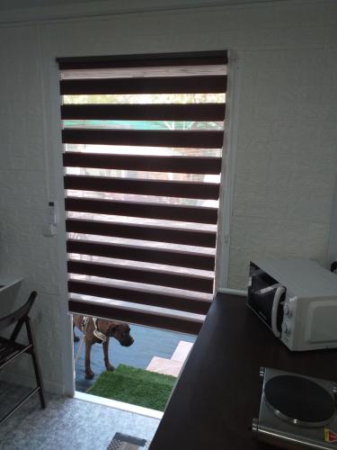 a dog standing in front of a window with a blind at Camping las Catalinas in Ríolobos