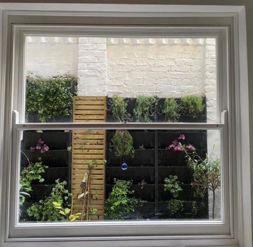 ロンドンにあるKensington apartmentの植物の窓