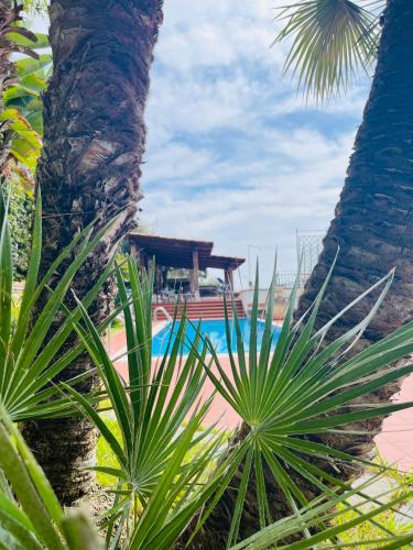 a view of a swimming pool between two palm trees at Villa Le Anfore in Imperia