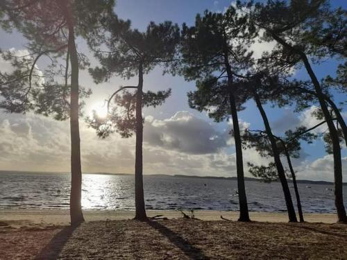 eine Gruppe von Bäumen an einem Strand in der Nähe des Wassers in der Unterkunft Belle chambre double in Andernos-les-Bains