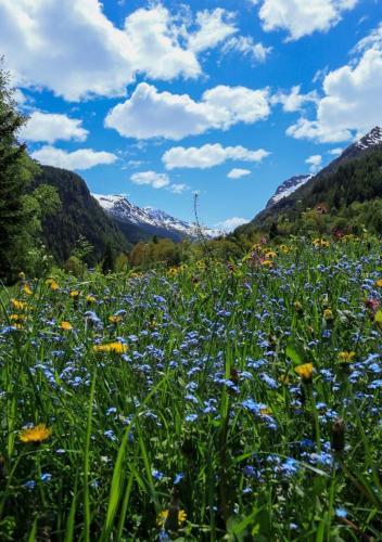 a field of flowers with mountains in the background at Maison Chez Les Roset in Arvier