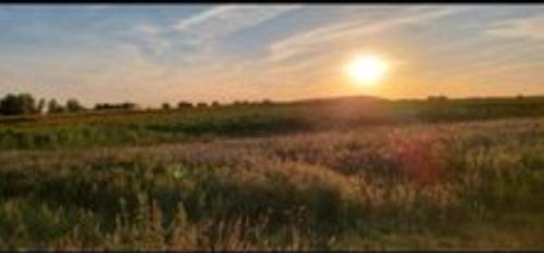 a field of grass with the sun setting in the sky at Camping Müritz Nationalpark - Wohnmobilstellplatz in der Mecklenburgischen Seenplatte Strom & Wasser vor Ort in Carpin