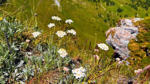 a field of white flowers and a rock at Ferienwohnung Sabine in Flattach