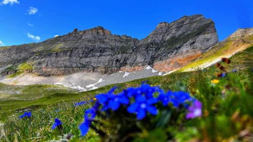 a field of flowers with a mountain in the background at Ferienwohnung Sabine in Flattach