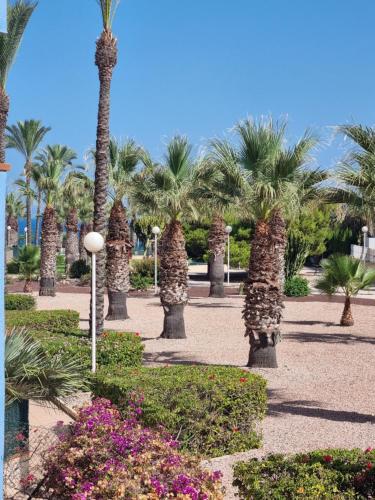 einen Park mit Palmen, Blumen und Pflanzen in der Unterkunft Zafiro Apartment Cabo Roig in Orihuela